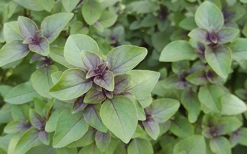 Plantes Porte Malheur