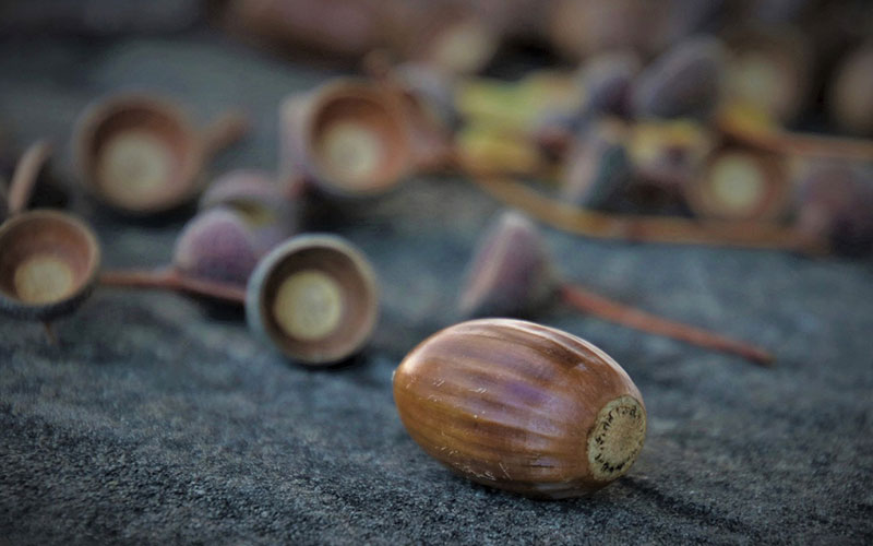 Que Faire Avec Gland Jardin